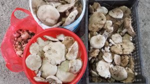 ЗА ГРИБАМИ 12.10.2025Г. ОТКРЫТ СЕЗОН ГРИБОВ СИНЕНОЖКИ #грибы #поискгрибов #тихаяохота