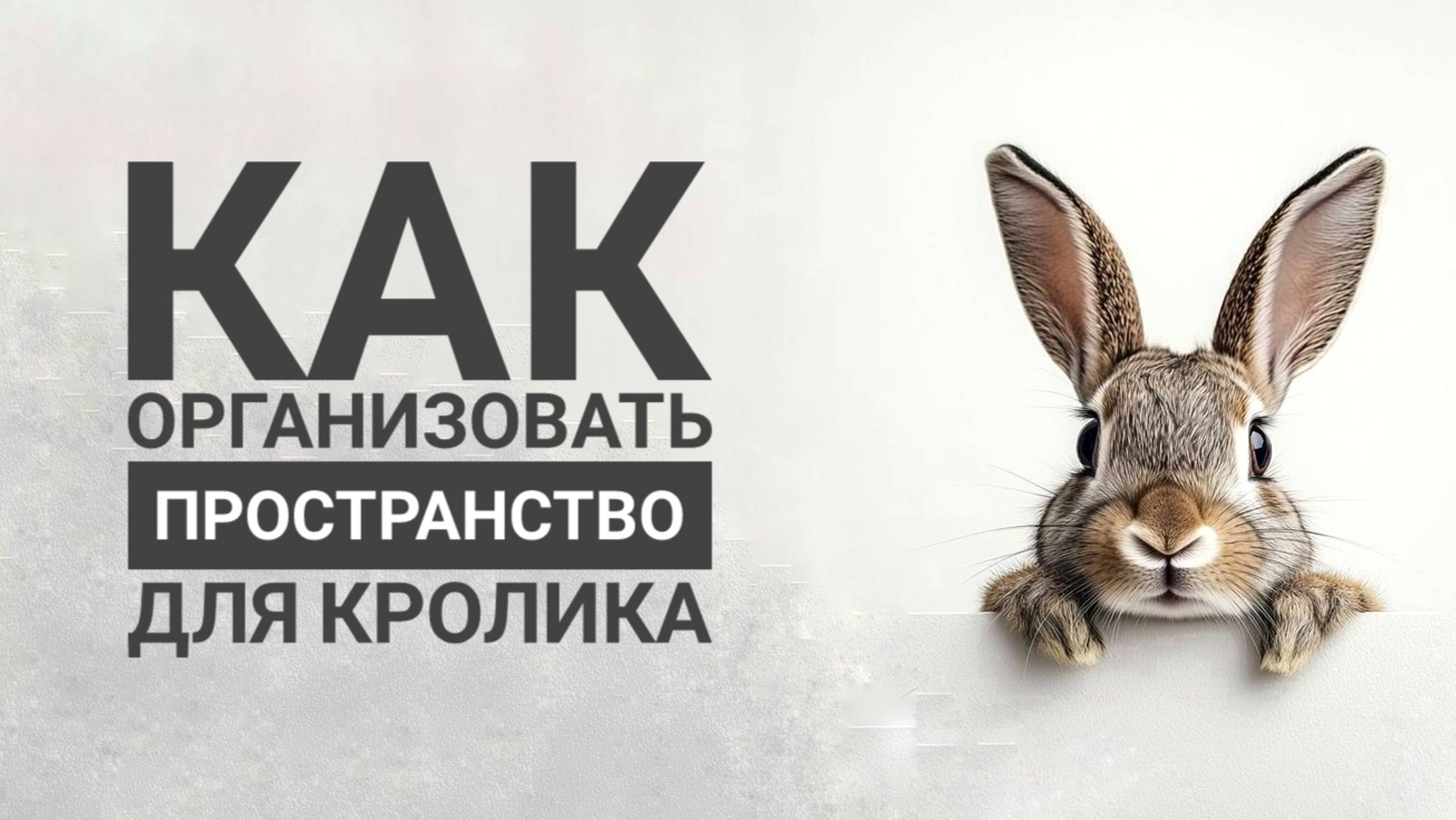 Как организовать пространство для кролика
