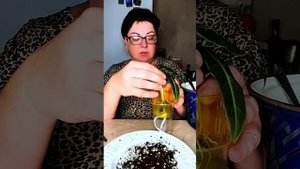 Моя первая пересадка Аллоказий.. ООО и даже в горшке клад нашла