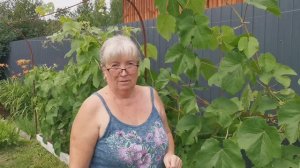 Наша Дачная Жизнь: Месяц Урожая и Красоты!