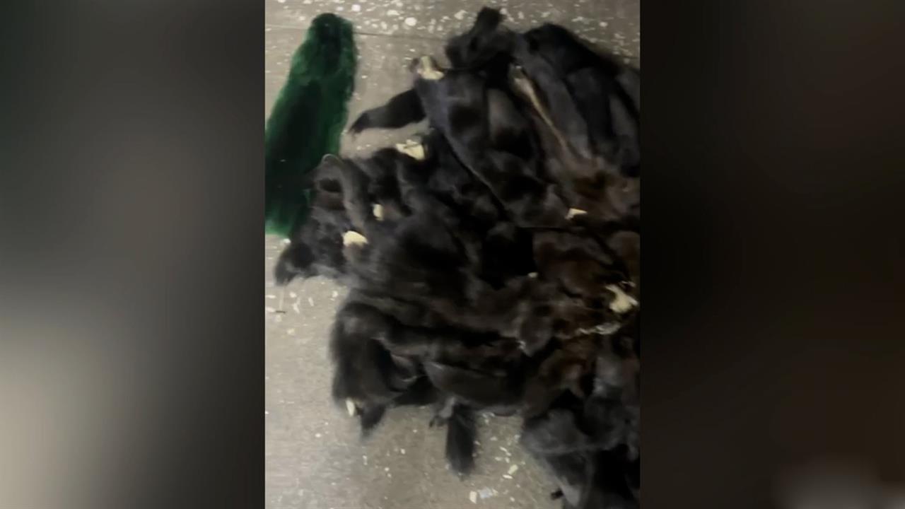 На Дальнем Востоке задержали контрабандистов со шкурками соболя и шиншиллы на шесть млн рублей