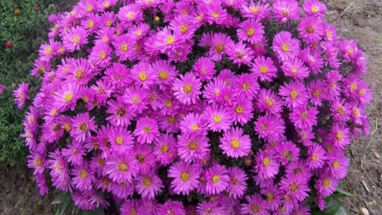 Миролюбивые  ТЕЛЬЦЫ. 🌼🌼🌼 Ваш таро-прогноз на ноябрь 2025 года.✨✨✨ Ретро Меркурий.