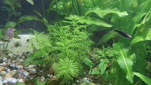 Перистолистник  Матогросский и Кабомба, немного запутался где есть кто)