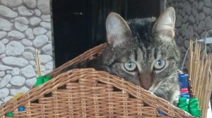 Сплела Плетёный домик