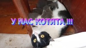У нас появились котята!