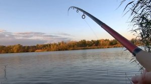 Сырть , рыбец,вимба ловлю на фидер