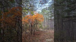 Осенний восторг