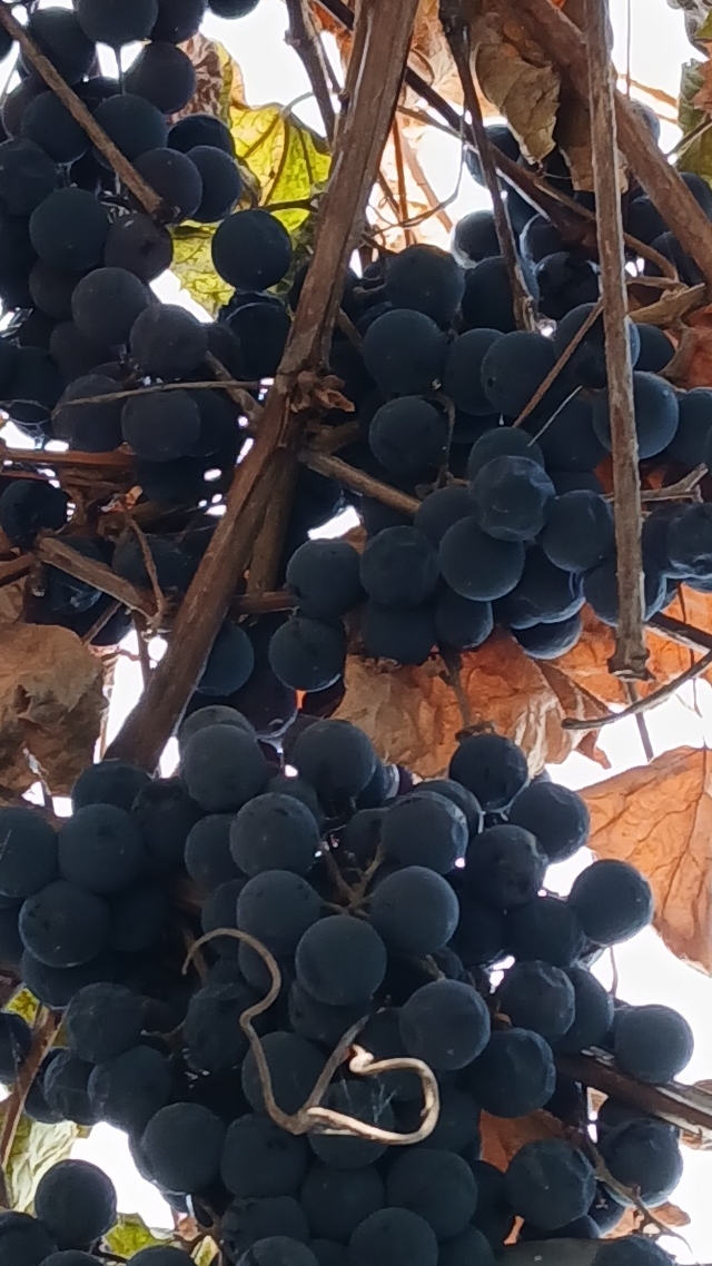 Осень в октябре прекрасна 👍💖💖#осень смотреть онлайн