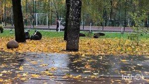 Осень просто берет свои права. Мой парк у дома.