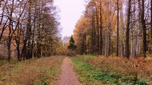 Проведали пса. Прогулялись по парку. Осенняя красота🍁🍁🍁