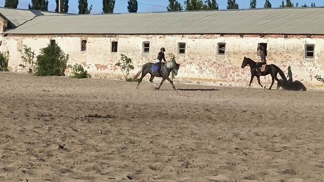 Пристань (Пепел - Пальма) кобыла орловской рысистой породы 2021 г.р. смотреть онлайн