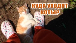 Куда уходят коты?🐱