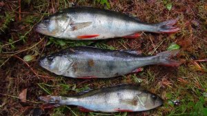 Знакомство с Карелией. Марс атакует. Часть 1