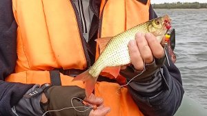 Распаковка посылки с блесной BAT Good Hope New Aglia BC