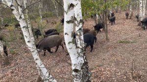 Охота на Кабана