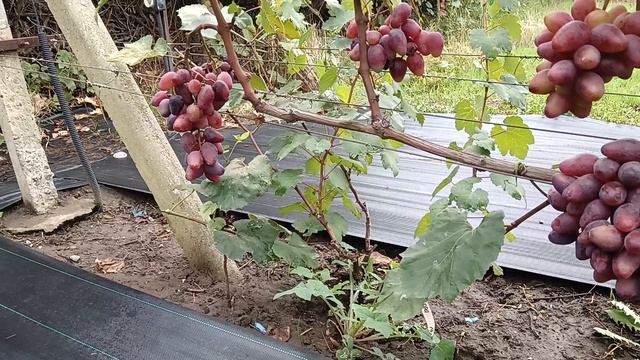Виноград Шериф (Калугин В. М.) Виноградник Король В. Н. г.Краснодар 15.10.25г.Slava.King2007@mail.ru смотреть онлайн