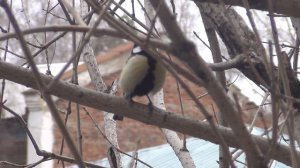 Брачная песня синицы. Пение птицы Синицы. Птица синица. Поет синица.