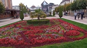 Кисловодск. Лаванда на Курортном бульваре. 16.10.2025 г.