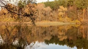 Красота природы ,можно кино снимать А зори здесь тихие👌