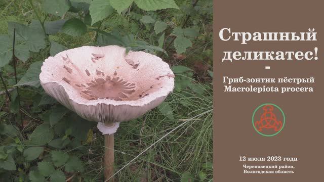 Страшный деликатес! Гриб-зонтик пёстрый - Macrolepiota procera. смотреть онлайн
