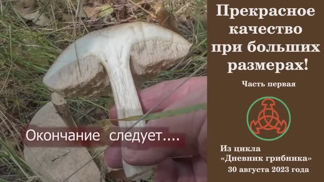 Прекрасное качество при больших размерах! "Дневник грибника" 30 августа 2023 года Первая часть. смотреть онлайн