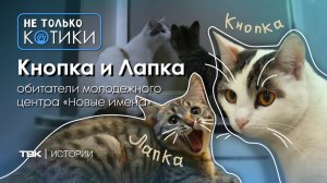 Кнопка и Лапка - коты в молодежном центре / «Не только котики»