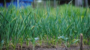 Мелкопоместный сезон лета 2025 года