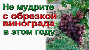 Не мудрите с обрезкой винограда в этом году