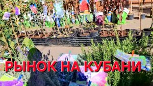 824 Переехали из города в станицу Поехали в газовую службу.Попали на рынок саженцев.