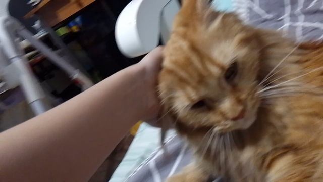 моя кошка мяка