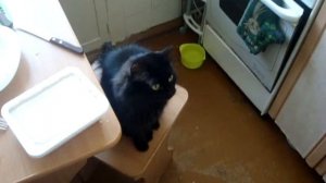 Черная кошка встает на две лапки / Кошка мяукает