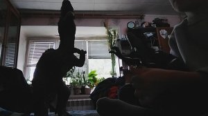 спино скорпи