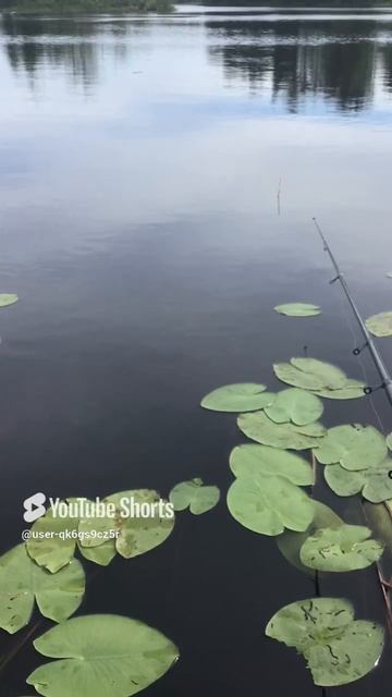 Ленобласть. Хвойное. 07.07.2024. Вуокса. Рыбалка на поплавочную  удочку. Ловись рыбка большая