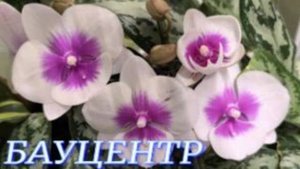№1131/ КРАСИВЫЕ свежие ОРХИДЕИ в БАУЦЕНТРЕ