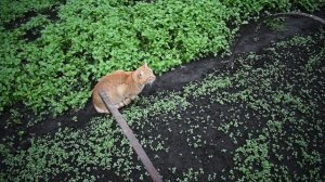 Кот и мышь