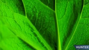 Hunter - Я как молнии разряд