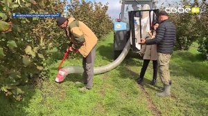 В Новоалександровском округе приступили к сбору ореховых деревьев