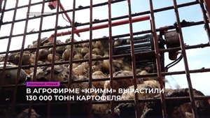 Рекордный урожай