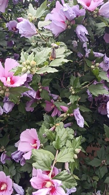 Гибискус в Кобулети (Грузия) 12.07.2025