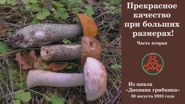 Прекрасное качество при больших размерах! Часть вторая. Дневник грибника 30 августа 2023 года смотреть онлайн