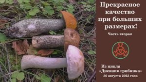 Прекрасное качество при больших размерах! Часть вторая. Дневник грибника 30 августа 2023 года