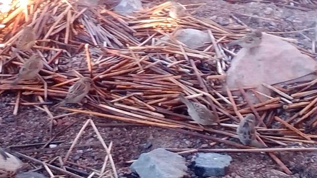 Воробьи на Финском заливе. Часть первая. смотреть онлайн