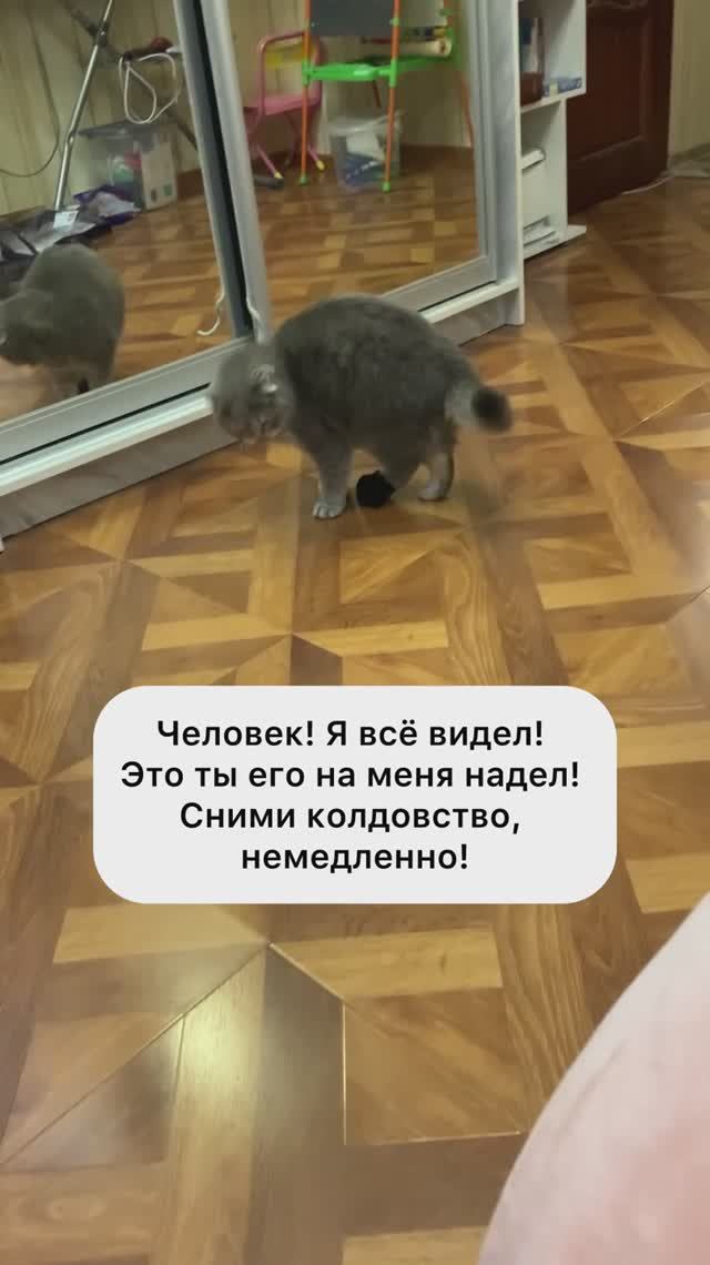 смешнойкот юмор