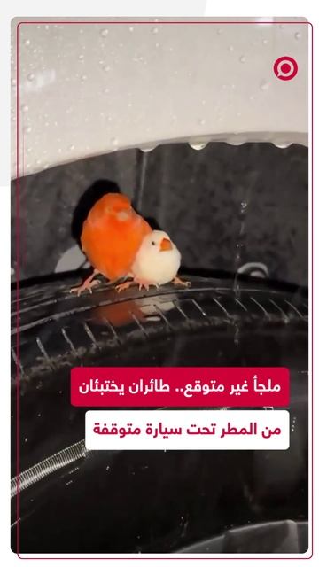 طائران يختبئان من المطر تحت سيارة متوقفة