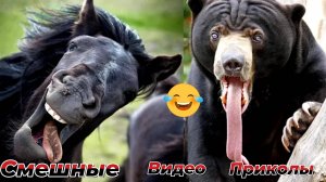 Самые смешные видео приколы|Юмор и Приколы