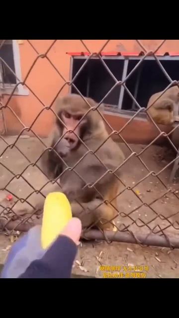 Приколы смотреть онлайн