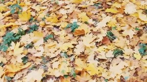 А у нас из окна осень видна! А у вас? 🍁🍂1000012493.mp4