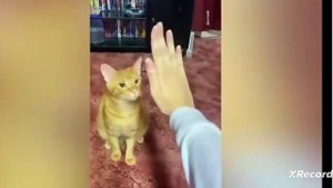 смешные коты до смеха довели.mp4
