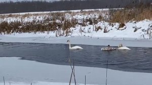 Лебеди остались зимовать.