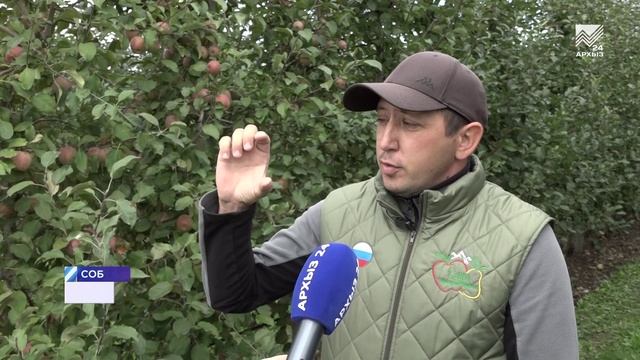 Сбор урожая. Сады КЧР